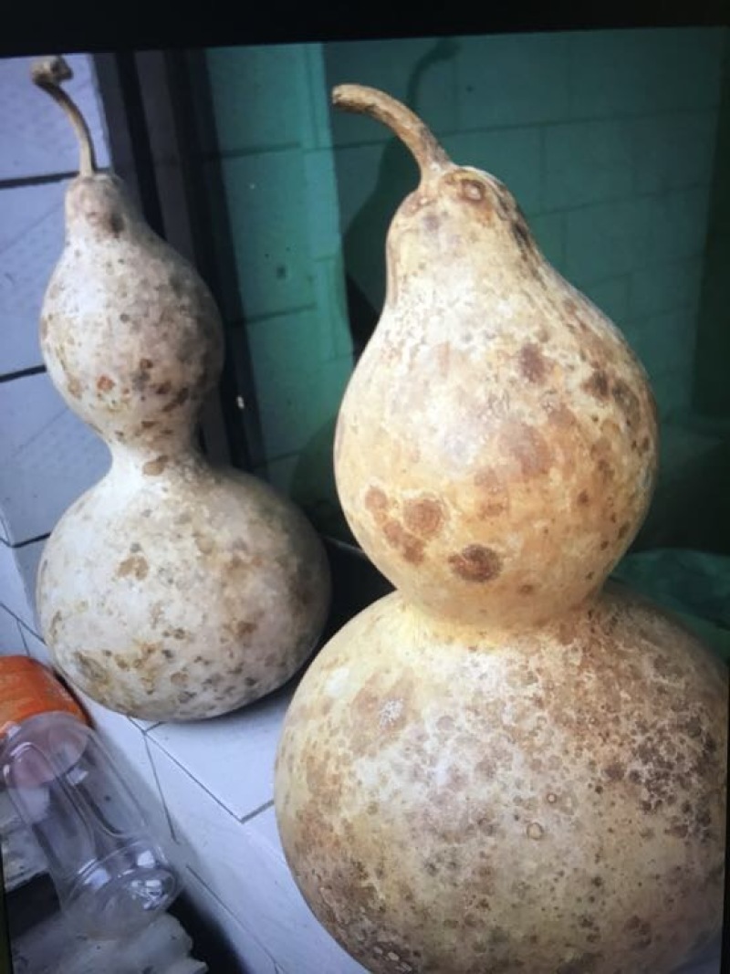 葫芦种子