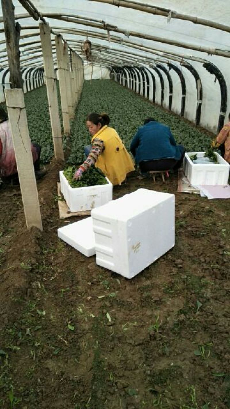 大叶菠菜15~20厘米