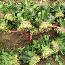 大叶菠菜15~20厘米