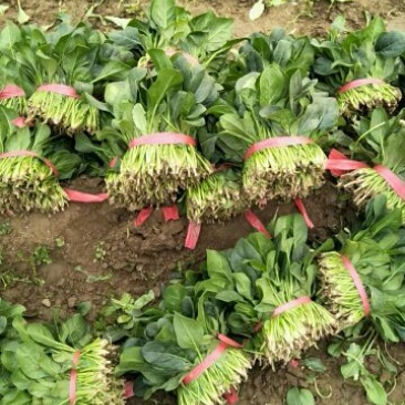 大叶菠菜15~20厘米