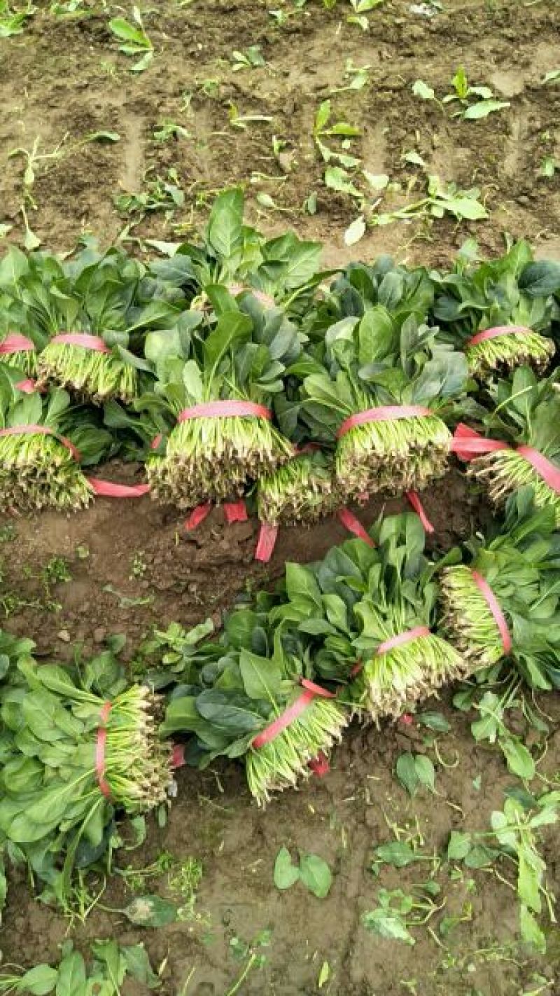 大叶菠菜15~20厘米