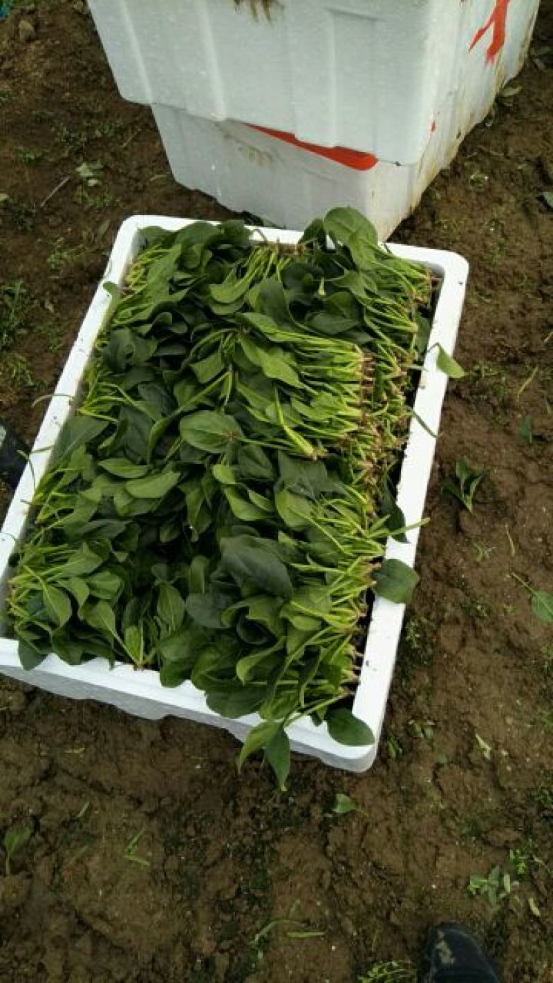 大叶菠菜15~20厘米
