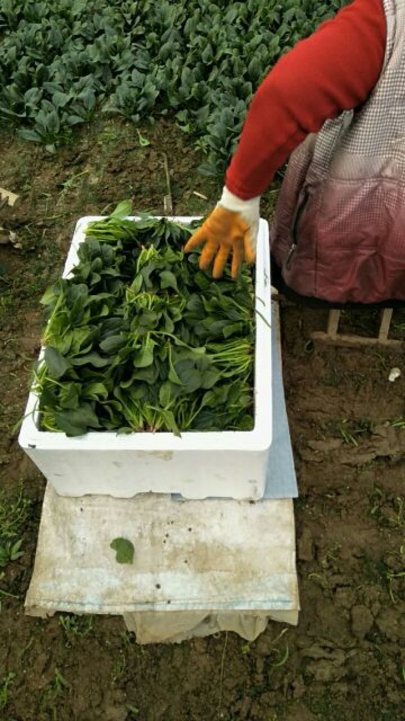 大叶菠菜15~20厘米