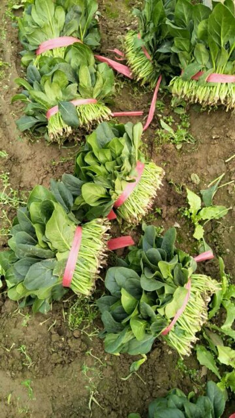 大叶菠菜15~20厘米