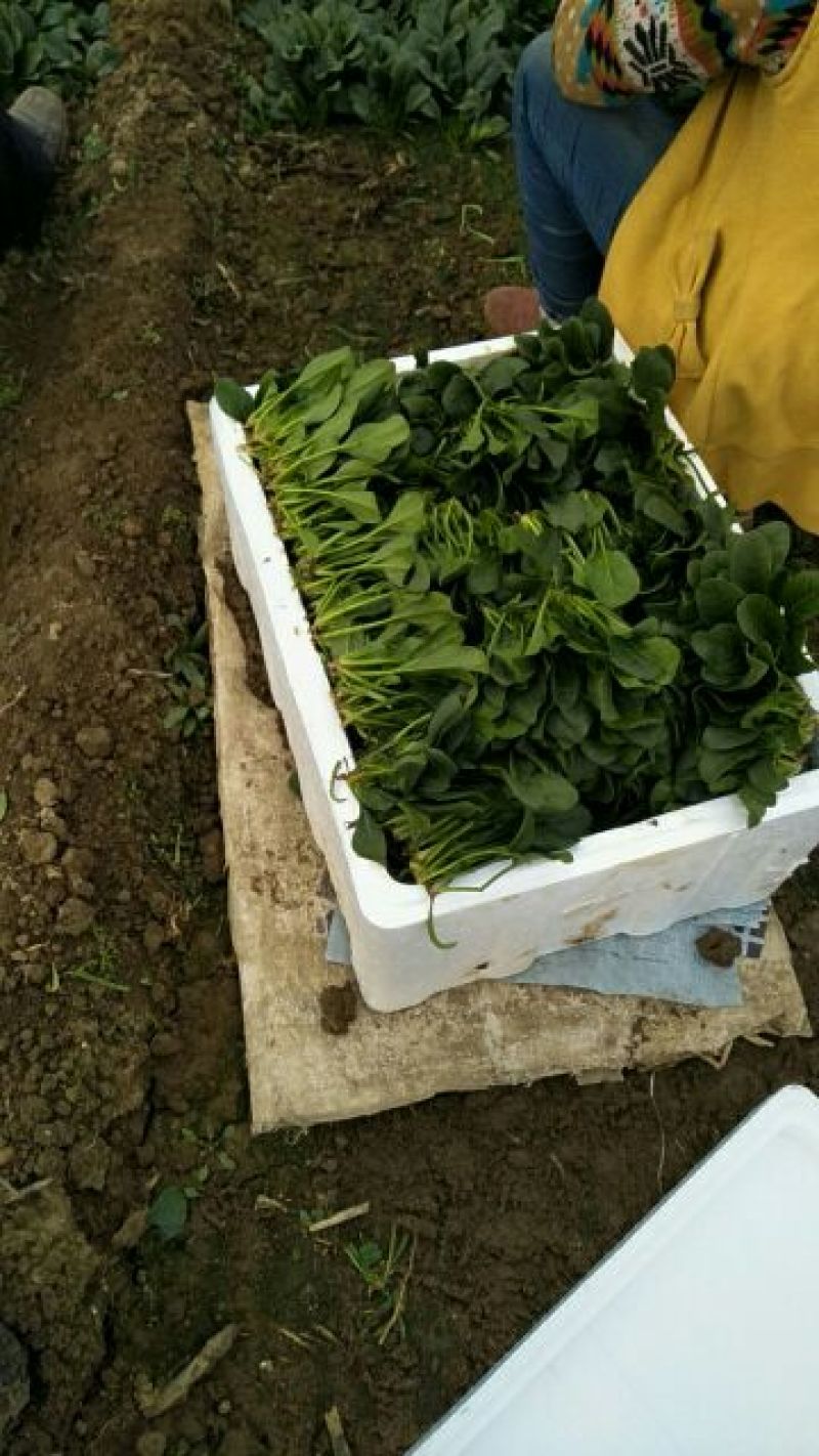 大叶菠菜15~20厘米