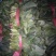 大叶菠菜15~20厘米
