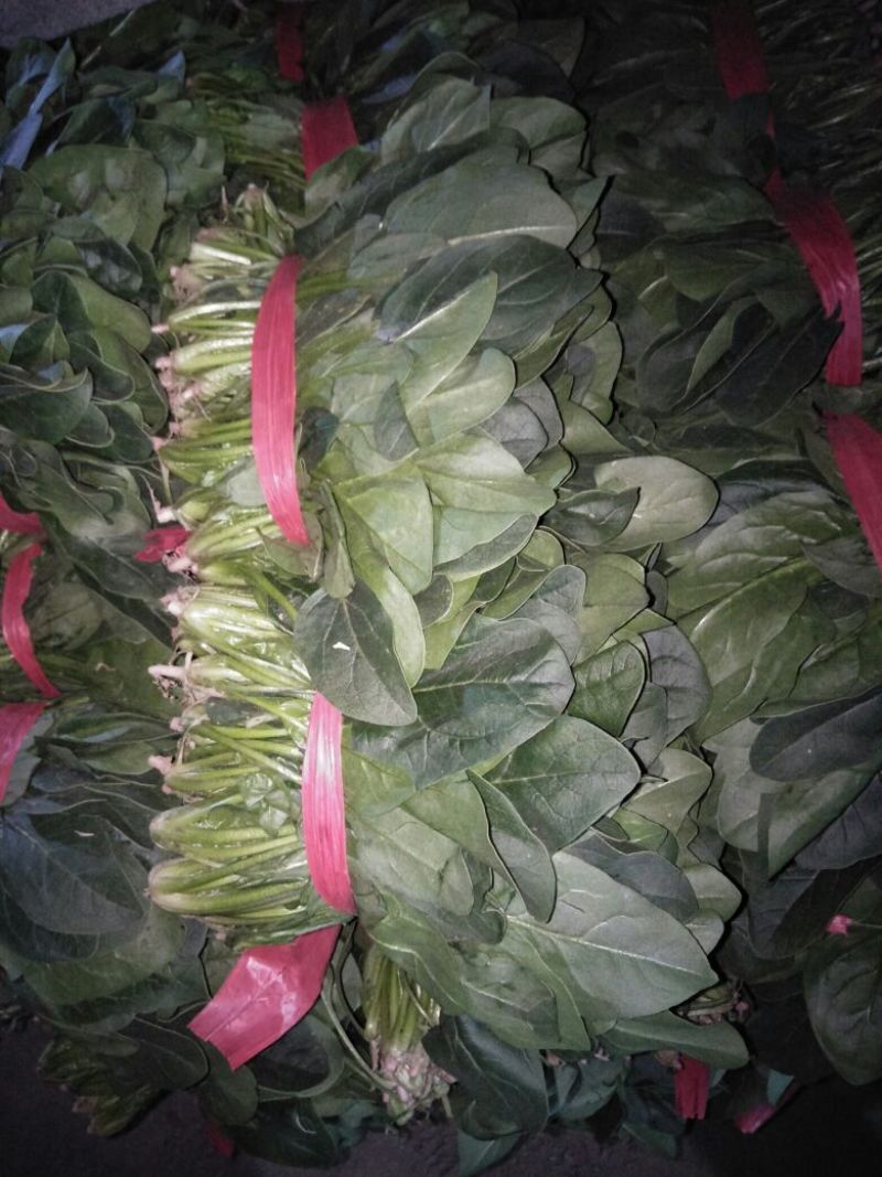 大叶菠菜15~20厘米