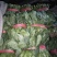大叶菠菜15~20厘米