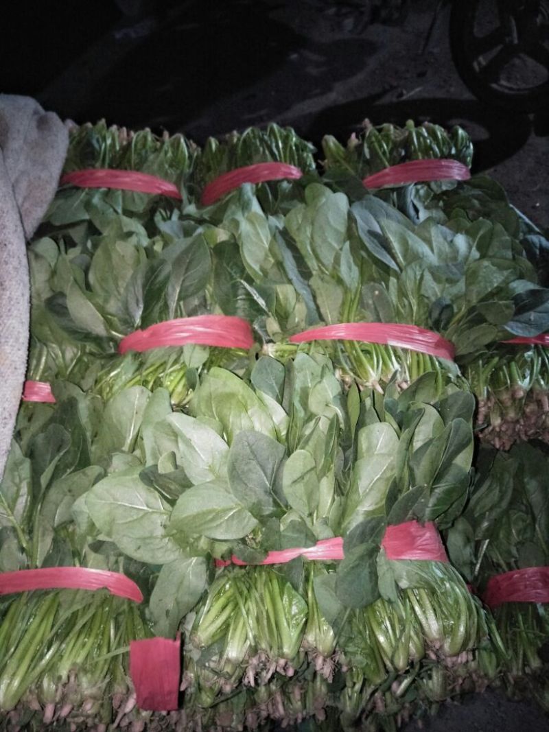 大叶菠菜15~20厘米