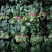 大叶菠菜15~20厘米