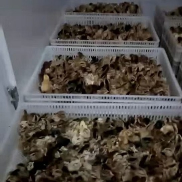 华北柴鸡6月以下