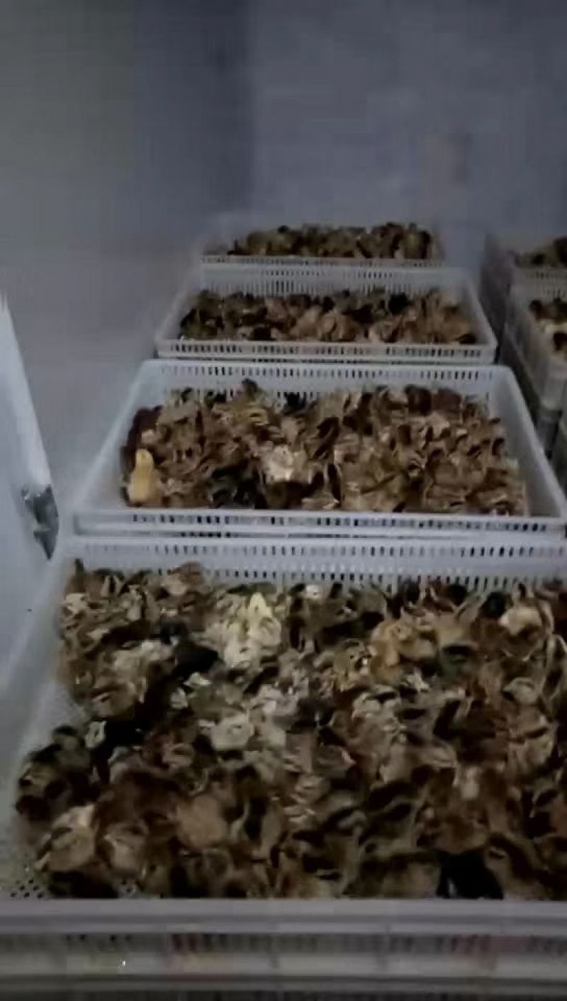 华北柴鸡6月以下
