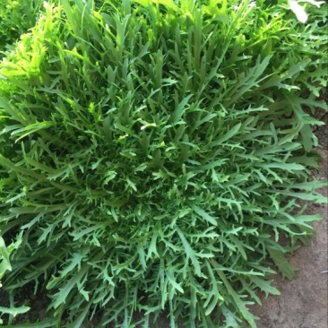 苦苣菜12~15厘米
