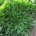 苦苣菜12~15厘米