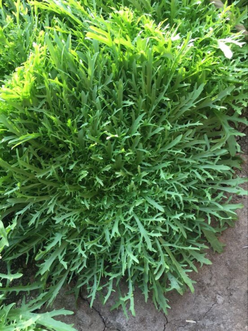 苦苣菜12~15厘米