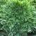 苦苣菜12~15厘米