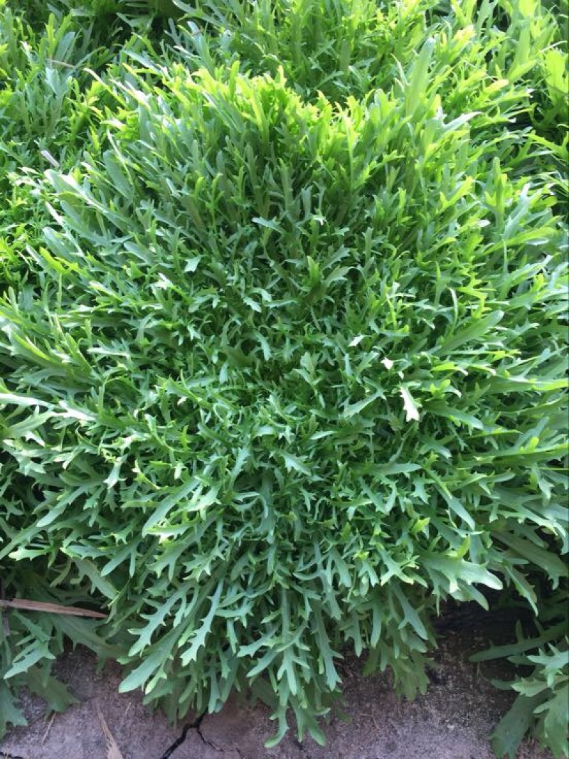 苦苣菜12~15厘米