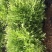 苦苣菜12~15厘米