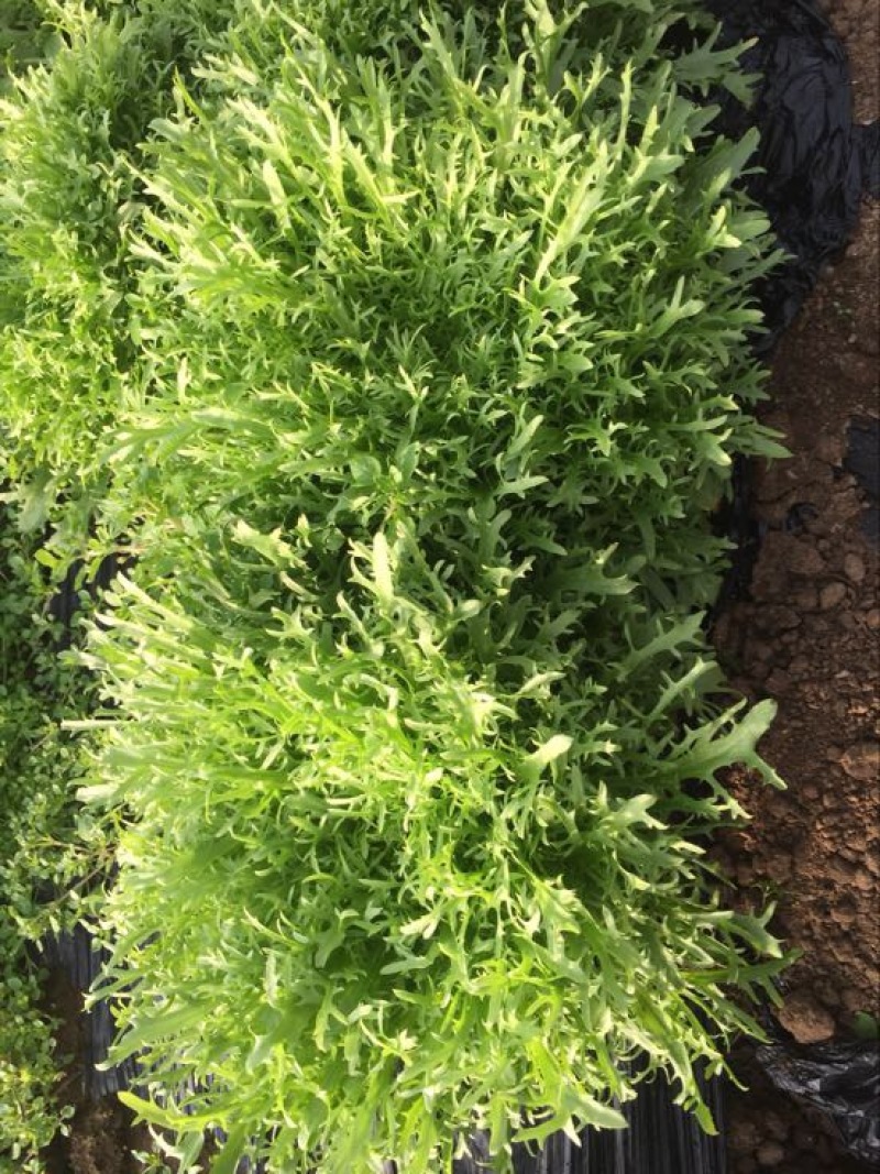 苦苣菜12~15厘米