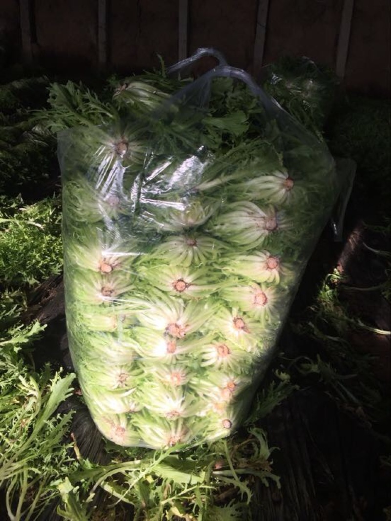苦苣菜12~15厘米
