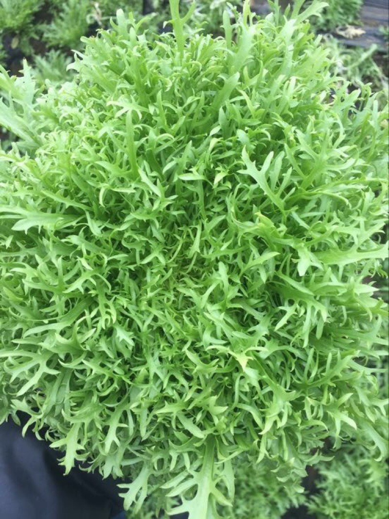 苦苣菜12~15厘米