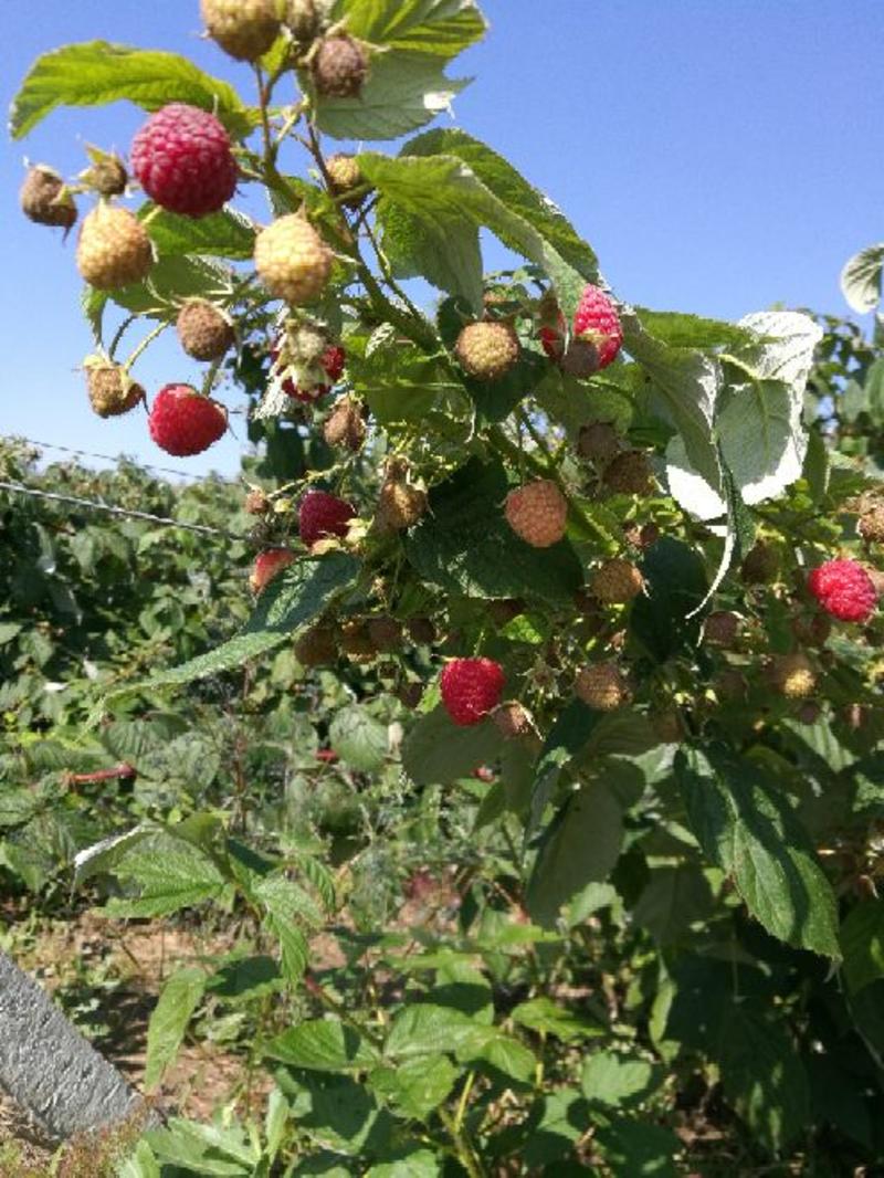双季树莓冻果