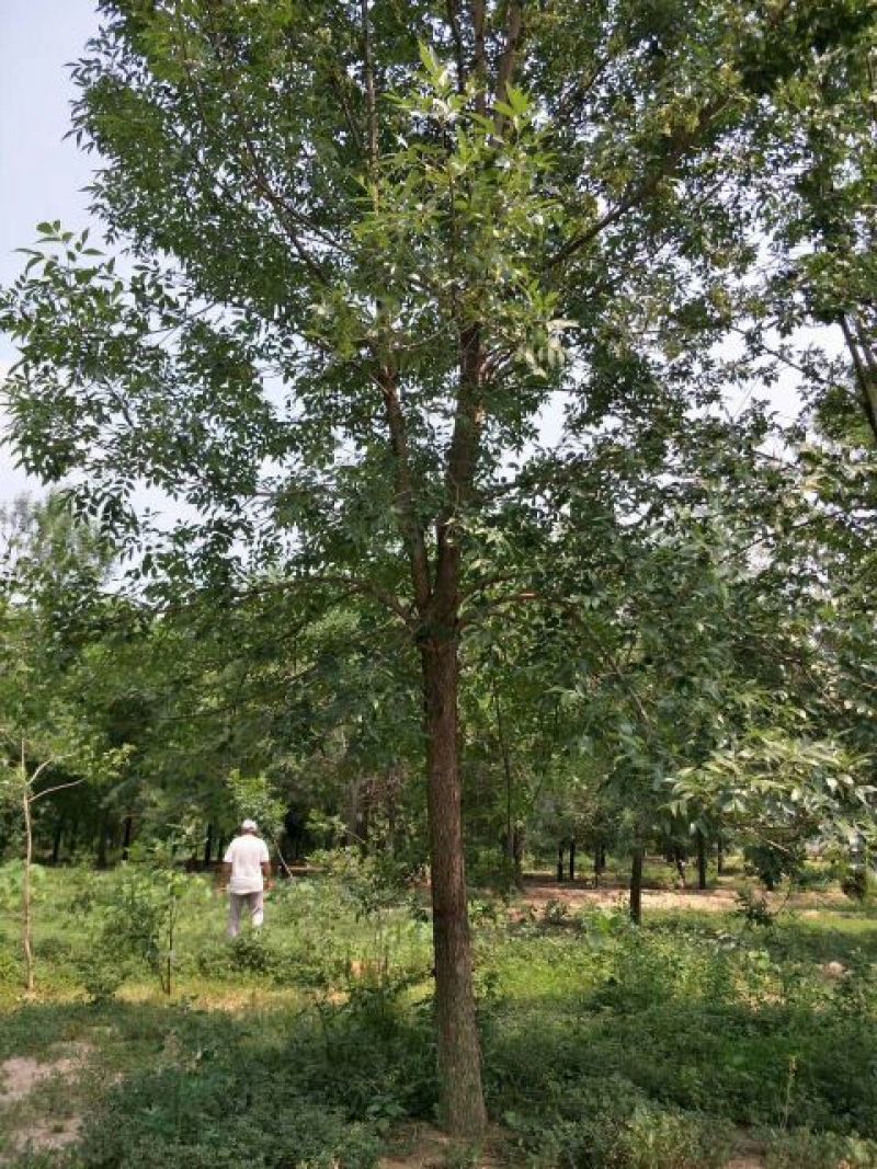 白蜡树14~16cm16~18cm