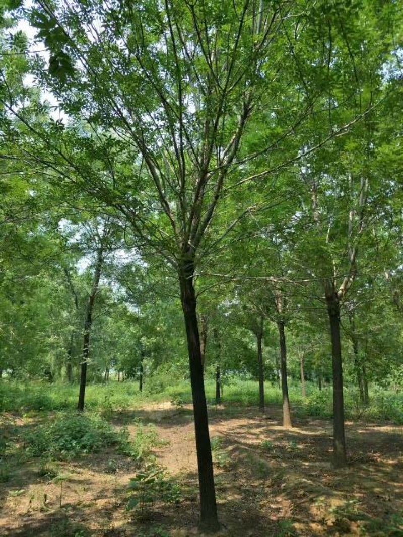 白蜡树14~16cm16~18cm