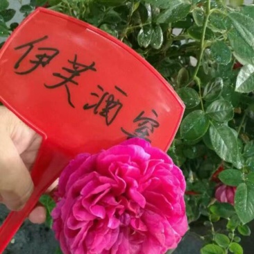 月季20~30cm