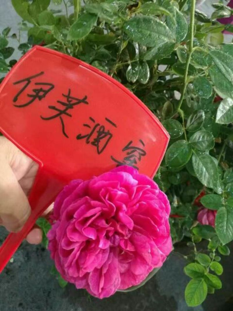 月季20~30cm