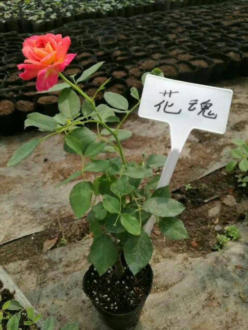 月季20~30cm