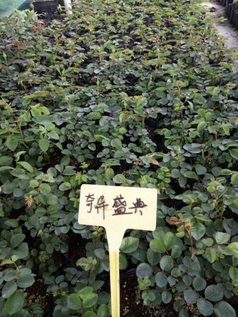 月季20~30cm
