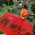 月季20~30cm