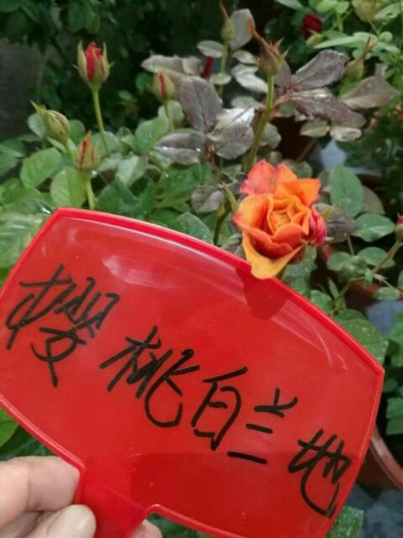 月季20~30cm