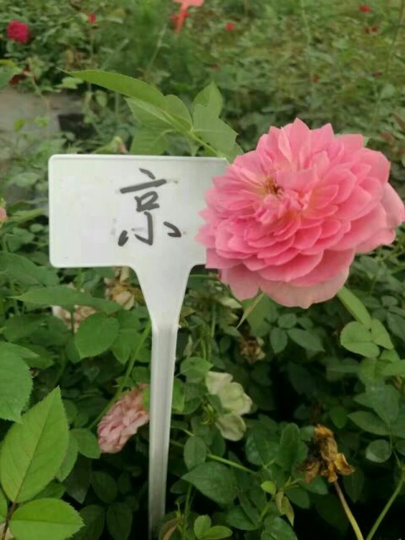 月季20~30cm
