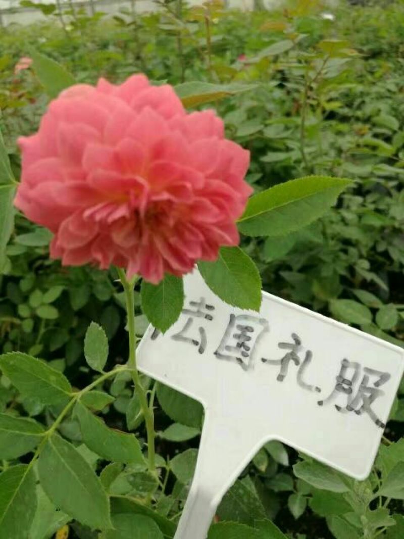 月季20~30cm