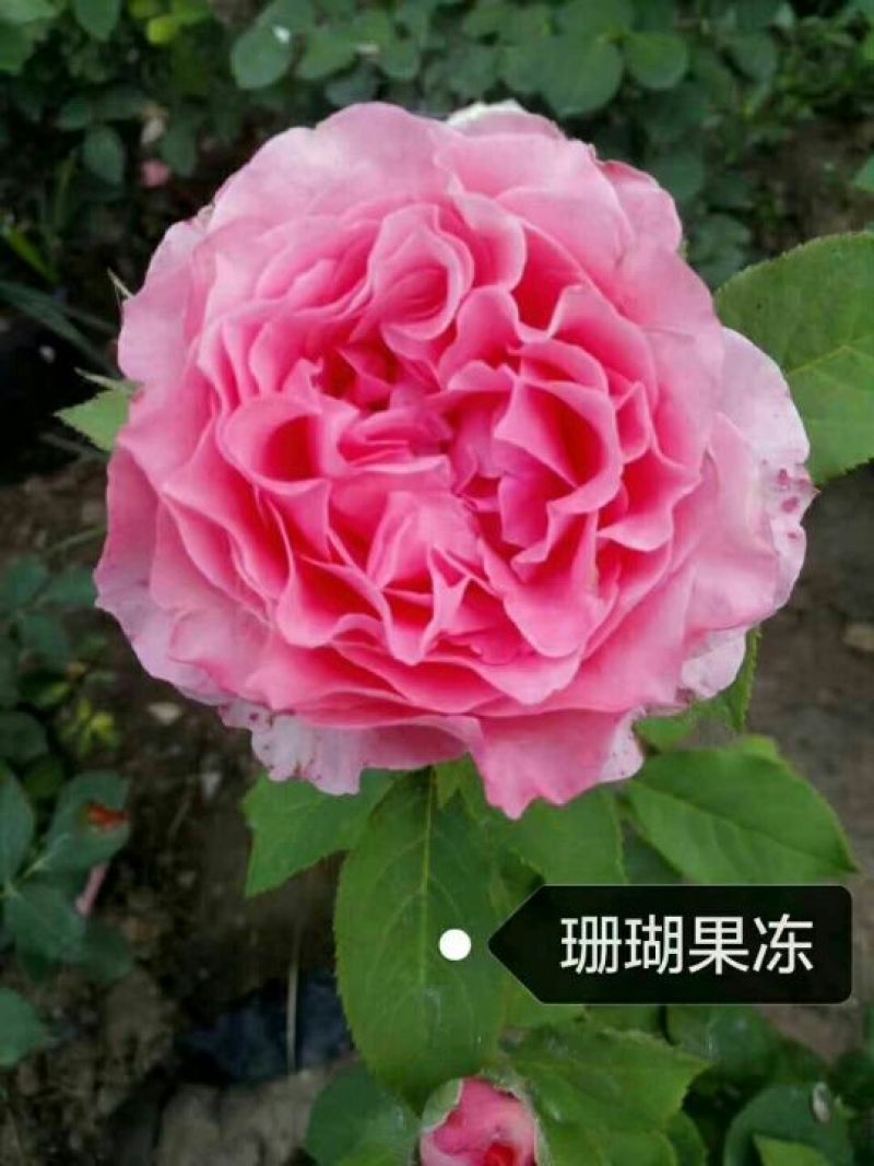月季20~30cm