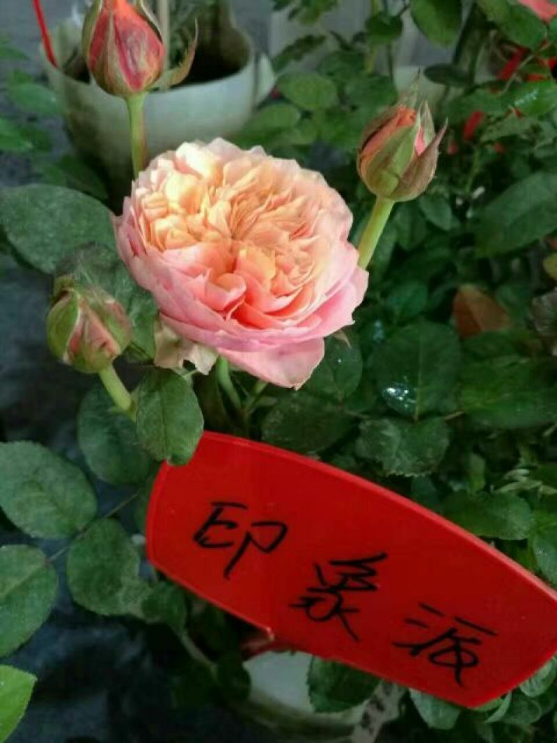 月季20~30cm