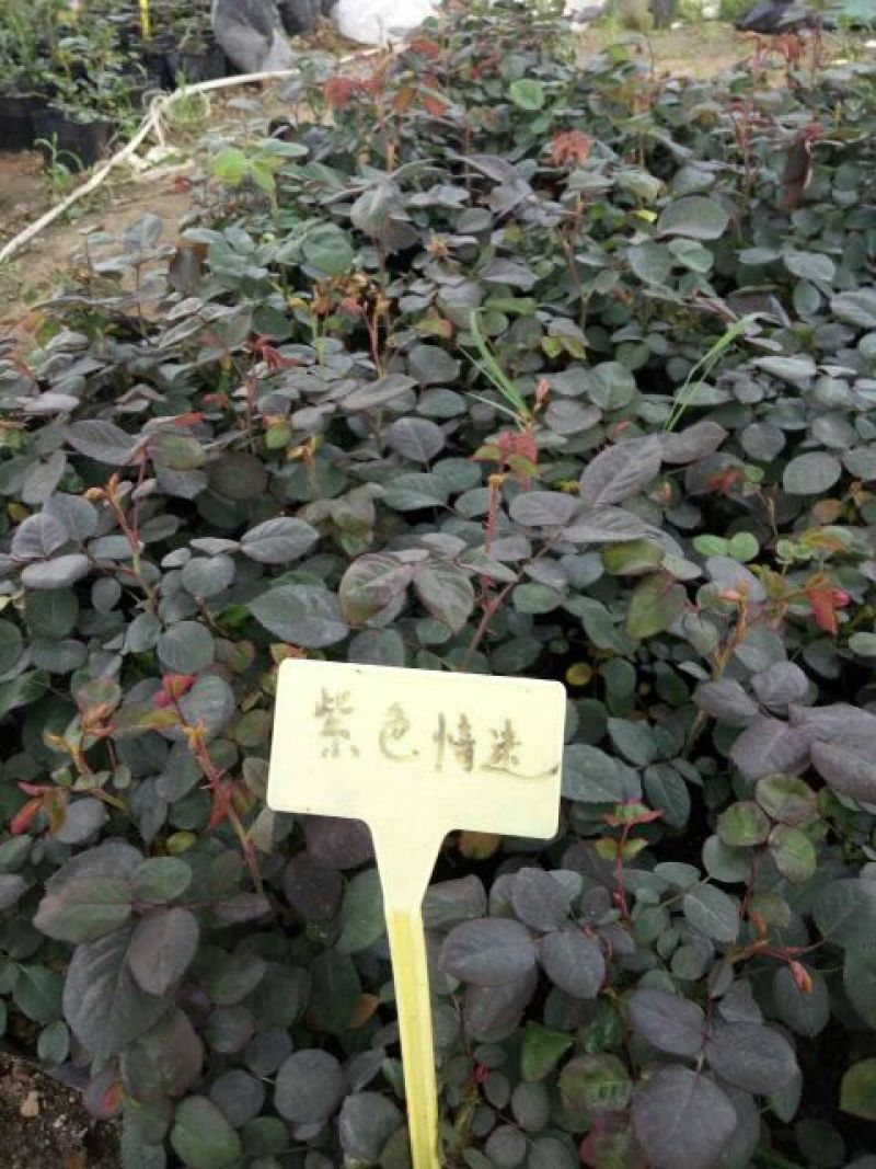月季20~30cm