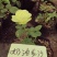 月季20~30cm