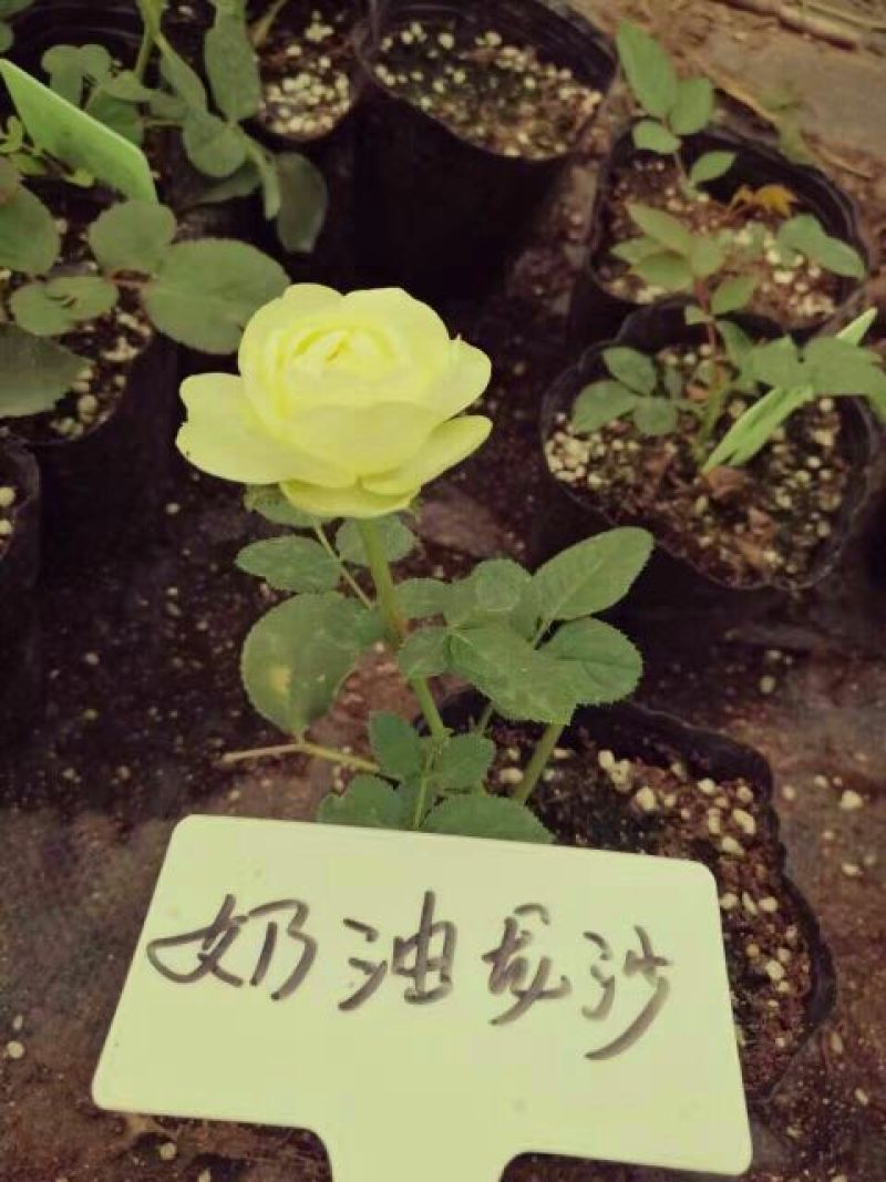 月季20~30cm