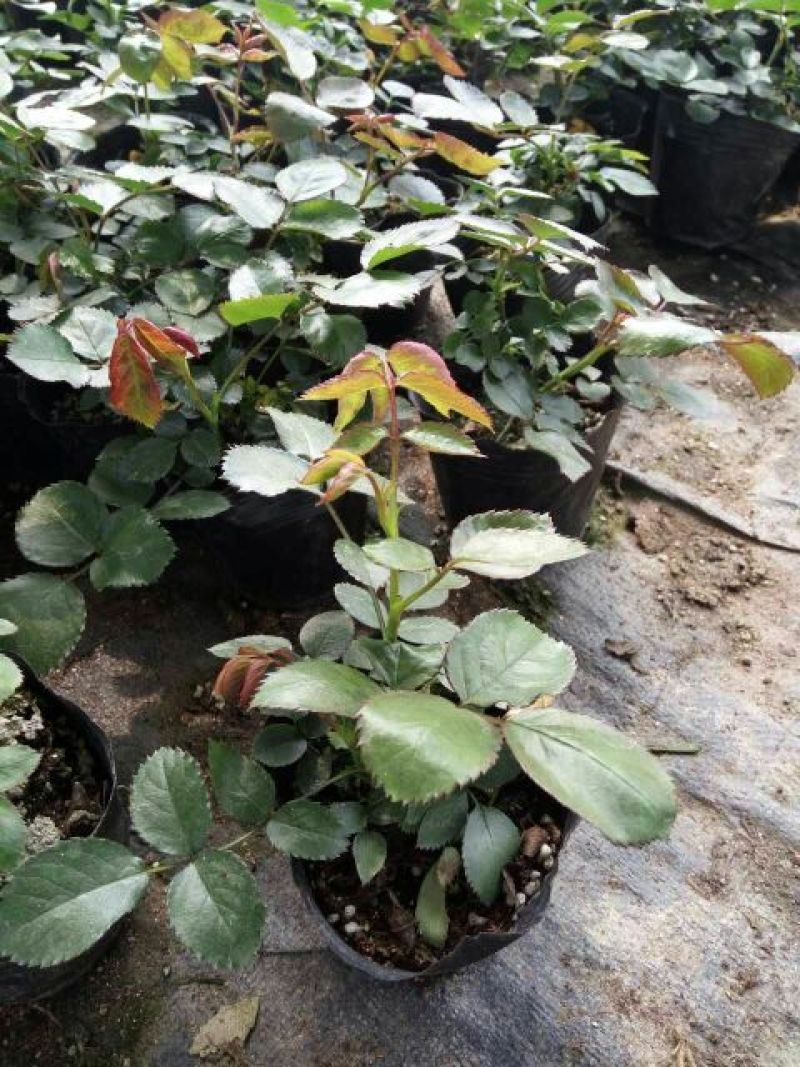 月季20~30cm