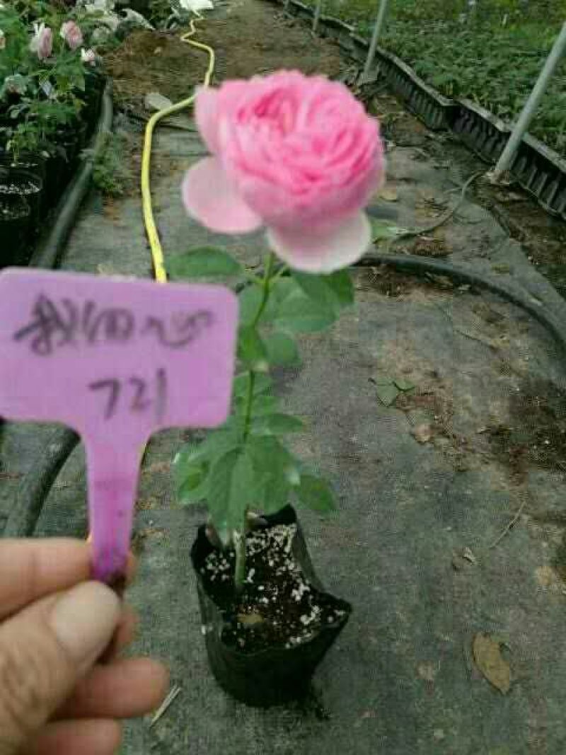 月季20~30cm