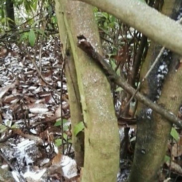 映山红树桩5~10cm