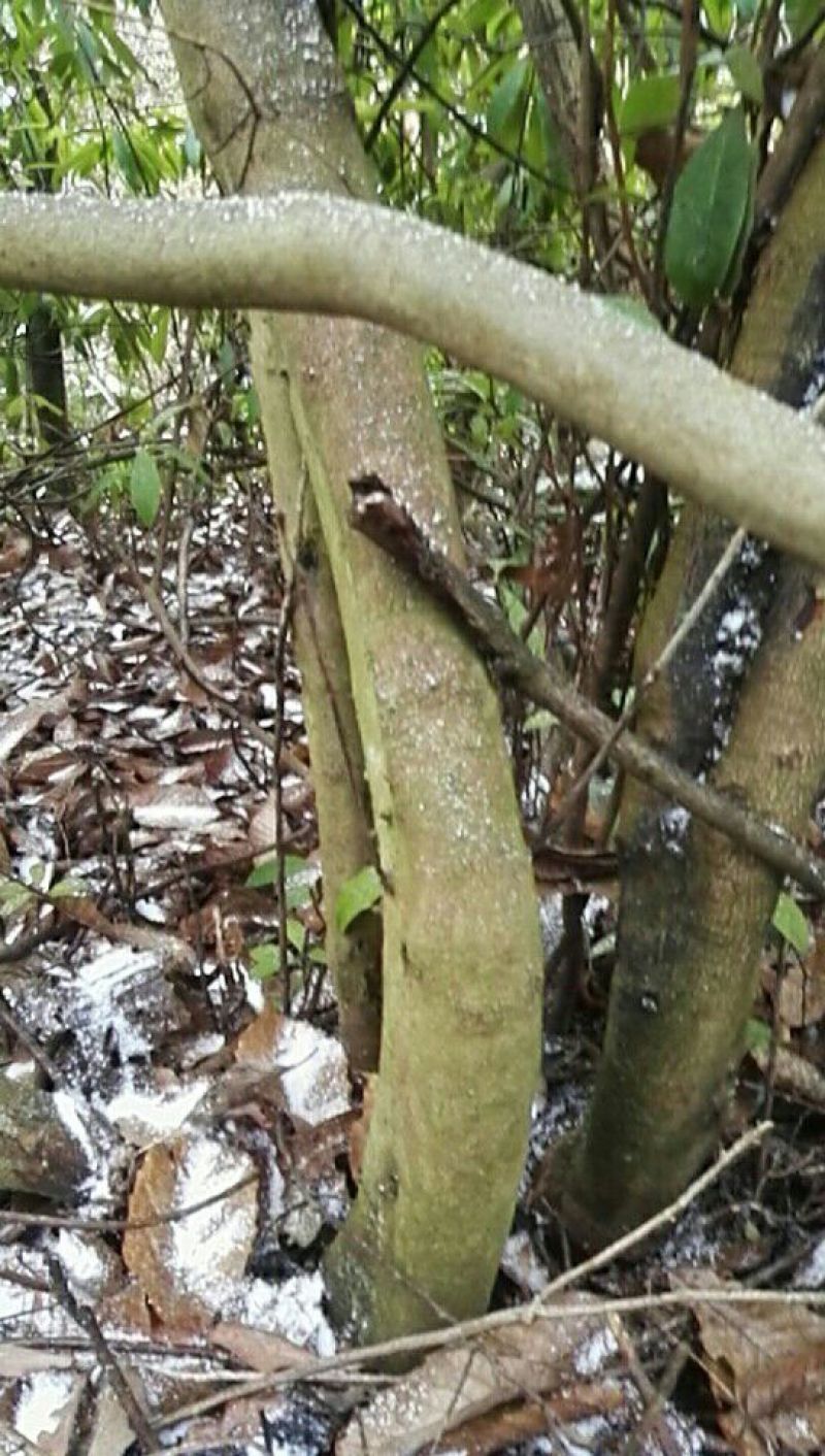映山红树桩5~10cm