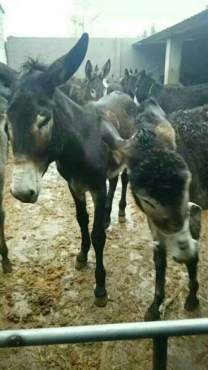 驴肉鲜货