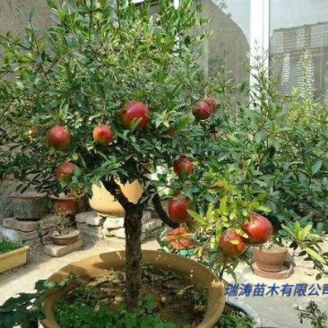 石榴树盆景观赏。也能吃80~100cm