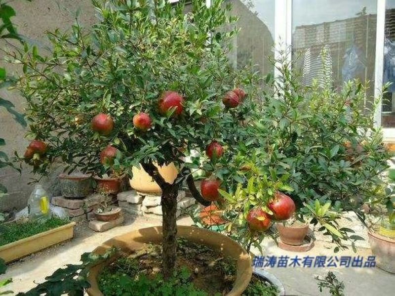 石榴树盆景观赏。也能吃80~100cm