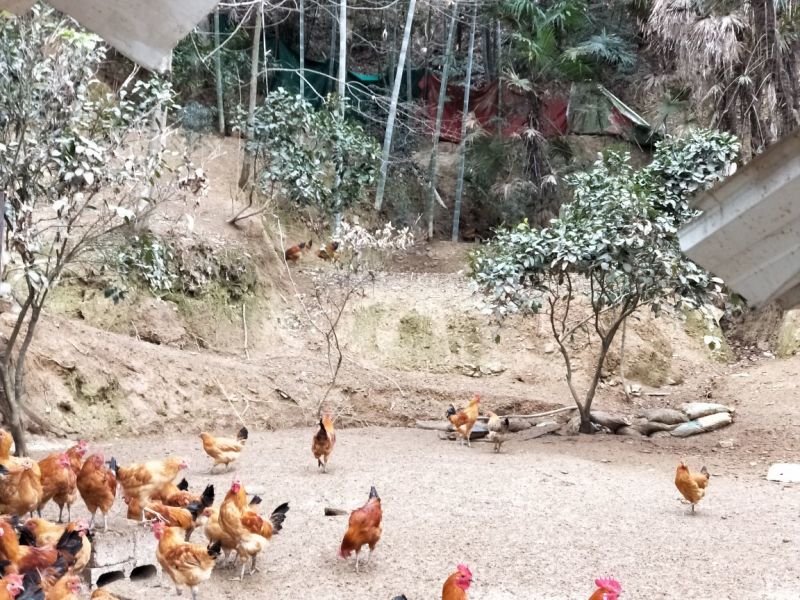 五农土鸡散养青脚麻土鸡