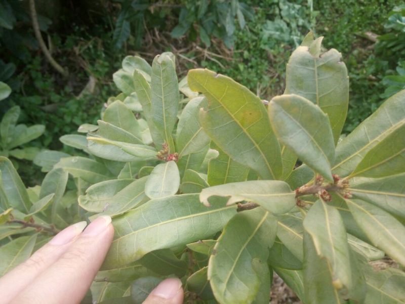 杨梅树苗1~250~100cm